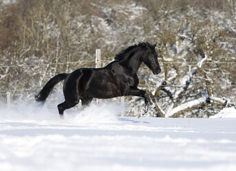 Deutschland, Baden Württemberg, Schwarzes Pferd läuft im Schnee - SLF000147