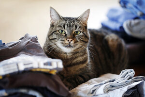 Deutschland, Baden Württemberg, Katze sitzt auf Kleidung - SLF000098