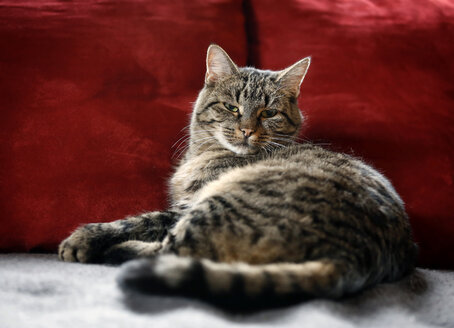 Deutschland, Baden Württemberg, Katze entspannt auf Couch - SLF000097