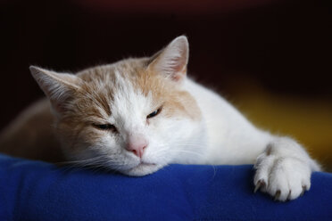 Deutschland, Baden Württemberg, Katze auf Couch liegend, Nahaufnahme - SLF000116