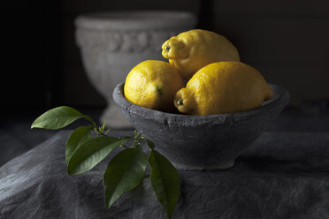 Schale mit Zitronen und Blättern, Nahaufnahme - CSF019382