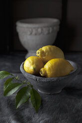 Schale mit Zitronen und Blättern, Nahaufnahme - CSF019381