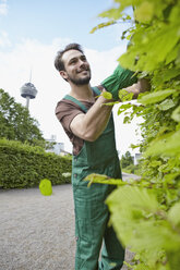 Germany, Cologne, Young man cutting leaves, smiling - RHYF000434