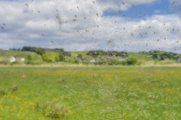 Germany, Mecklenburg Vorpommern, Group of mosquitoes, close up - MJF000178