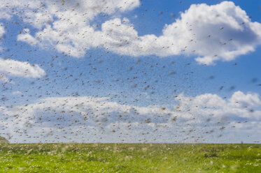 Germany, Mecklenburg Vorpommern, Group of mosquitoes, close up - MJF000177