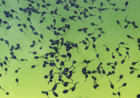 Austria, Tadpoles swimming in pool - CWF000055