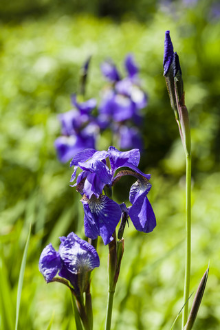Deutschland, Baden Württemberg, Mannheim, Ansicht einer blauen Irisblüte, lizenzfreies Stockfoto