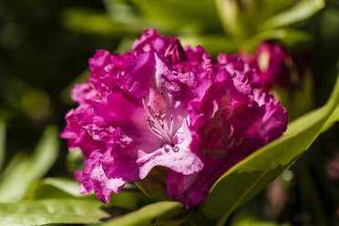 Germany, Baden Wuerttemberg, Mannheim, Rhododendron with leaves, close up - SR000210