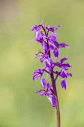 Germany, Hesse, Male orchid at Nature Park Meissner - SR000212