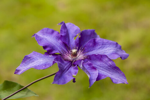 Deutschland, Hessen, Clematis, Nahaufnahme - SR000218