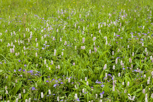 Deutschland, Ansicht der Bistortblume - SR000219