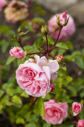 Germany, Hesse, Rose flower - SR000223