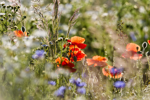 Deutschland, Hessen, Klatschmohnblüten - SR000225