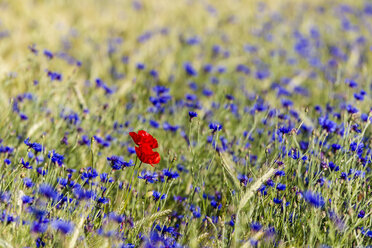 Deutschland, Hessen, Kornblume - SR000227