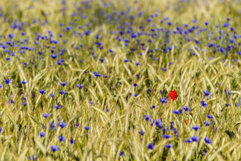 Deutschland, Hessen, Kornblume mit Kornfeld - SR000228