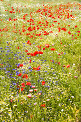 Deutschland, Hessen, Klatschmohnblüte - SR000231