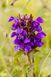 Deutschland, Hessen, Kleine Wiesenschaumkraut - SR000234