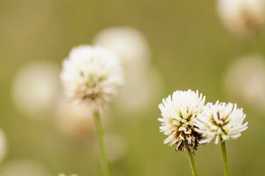 Germany, Hesse, White clover at Nature Park Meissner - SR000235