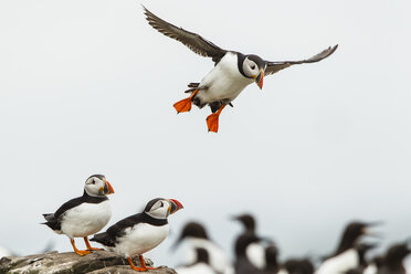 England, Northumberland, Papageientaucher auf den Farne-Inseln - SR000244