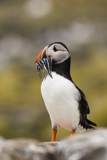 England, Northumberland, Papageientaucher mit Fisch im Maul auf den Farne-Inseln - SR000254