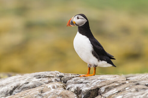 England, Northumberland, Puffins perching - SR000256