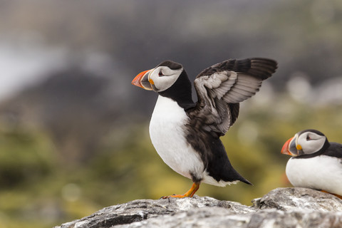 England, Northumberland, Papageientaucher auf Stelzen, lizenzfreies Stockfoto