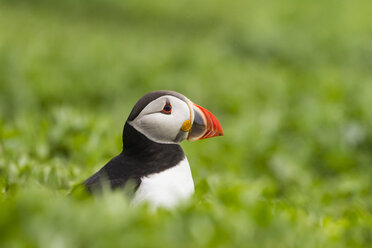 England, Northumberland, Papageientaucher auf Gras sitzend - SR000258