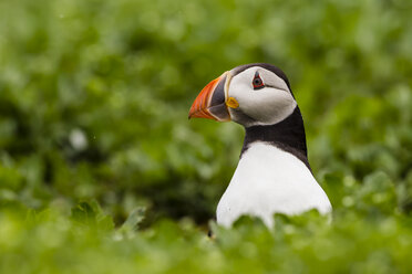 England, Northumberland, Papageientaucher auf Gras sitzend - SR000260