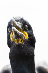 England, Northumberland, Shag, Nahaufnahme - SR000271