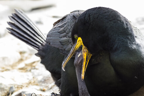 England, Northumberland, Shag füttert Jungtier - SR000270