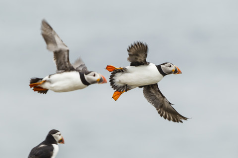 England, Northumberland, Papageientaucher fliegen gegen den Himmel, lizenzfreies Stockfoto