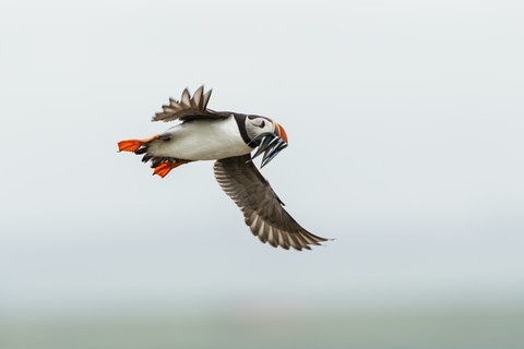 England, Northumberland, Papageientaucherflug, lizenzfreies Stockfoto