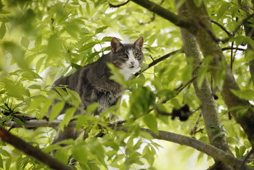 Deutschland, Baden Württemberg, Katze klettert auf Baum, Nahaufnahme - SLF000120