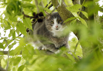 Germany, Baden Wuerttemberg, Cat sitting on branch, close up - SLF000118