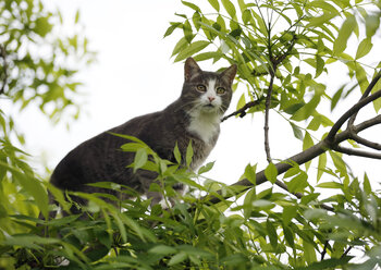 Deutschland, Baden Württemberg, Katze klettert auf Ast, Nahaufnahme - SLF000117