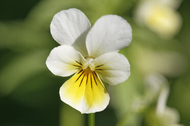 Österreich, Wilde Stiefmütterchenblüte, Nahaufnahme - GFF000006