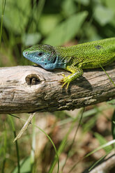 Austria, Western Green Lizard in Thayatal National Park - GFF000007