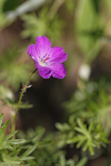 Österreich, Blutige Storchschnabel-Blume - GFF000008