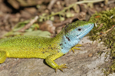 Austria, Western Green Lizard in Thayatal National Park - GFF000009