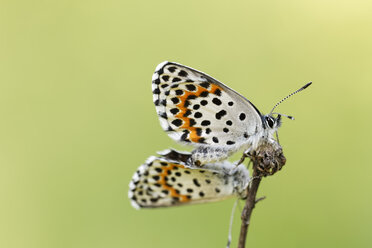 Österreich, Schmetterlinge bei der Paarung - GFF000010