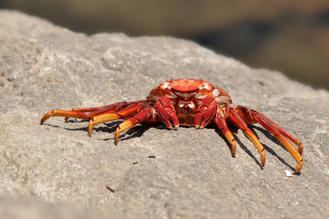 Spanien, Rote Krabbe auf Felsen, lizenzfreies Stockfoto