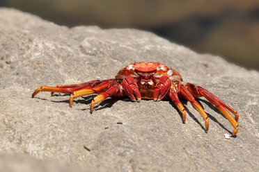 Spanien, Rote Krabbe auf Felsen - BSTF000083