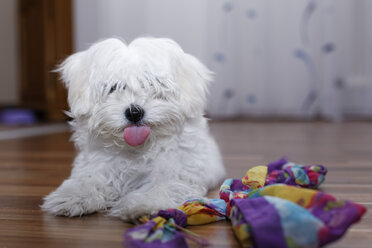 Österreich, Malteserhund sitzt mit Spielzeug im Wohnzimmer - GFF000022