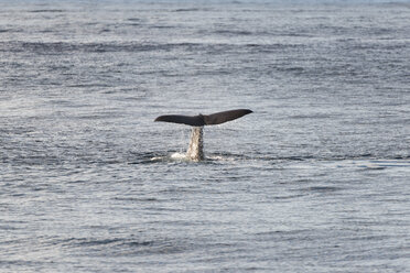 Norway, Sperm whale in Atlantic Ocean - HWO000016