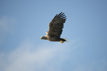 Norwegen, Seeadler fliegt gegen den Himmel - HWOF000023