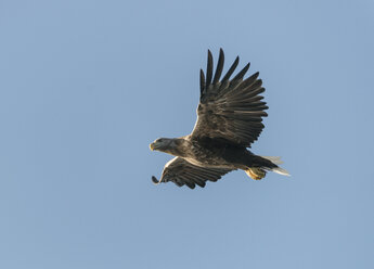 Norway, White-tailed Eagle flying against clear sky - HWOF000024