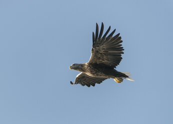 Norwegen, Seeadler im Flug gegen den klaren Himmel - HWOF000024