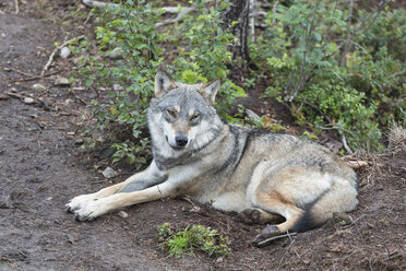 Norwegen, Wolf ruht sich aus und schaut weg - HWO000027