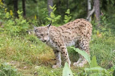 Norwegen, Luchs stehend und wegschauend - HWO000028