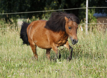 Germany, Baden Wuerttemberg, Shetland pony running on grass - SLF000168